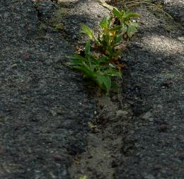 Grass through the pavement 